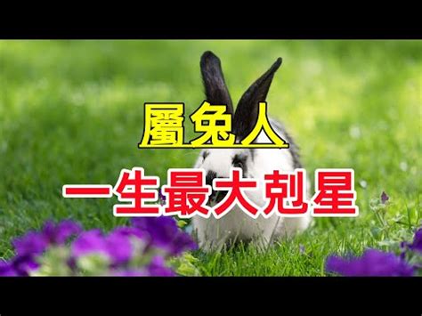 兔屬性|【屬兔生肖及五行】屬兔五行屬什么生肖兔五行喜忌查。